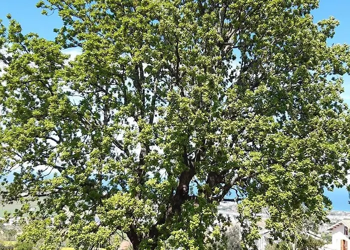 La Quercia - La Torretta Montone (Abruzzo)